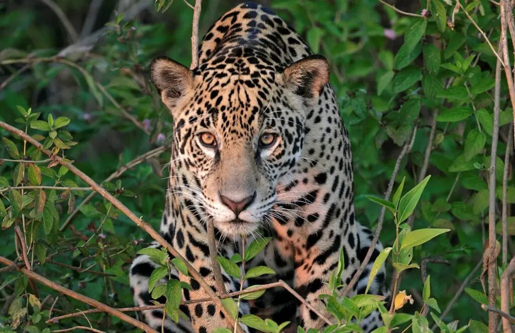 Jaguars of Pantanal - 2026