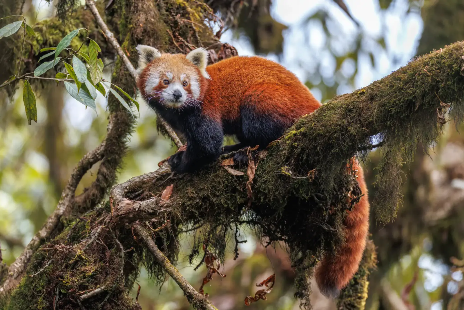 Red Panda Expedition