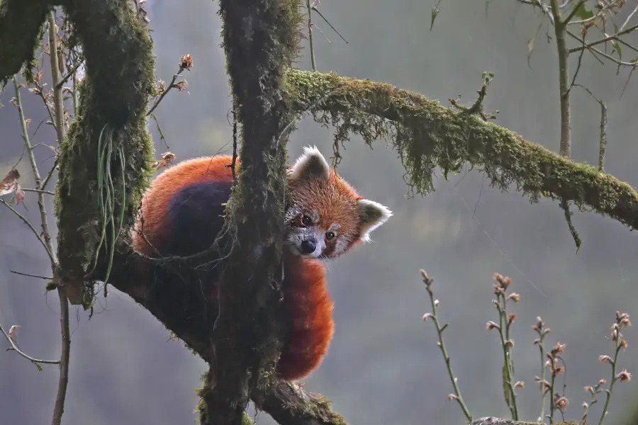 Wild red panda peeking from behind a mossy tree trunk in the misty canopy of Singalila.