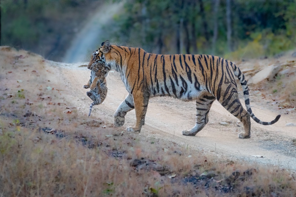 Royal Bengal Tigress carrying her young cub along a safari dirt track in central India