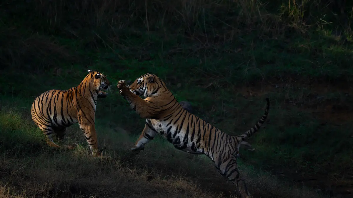 Best Parks For An India Tiger Safari Where Sightings Meet Experience