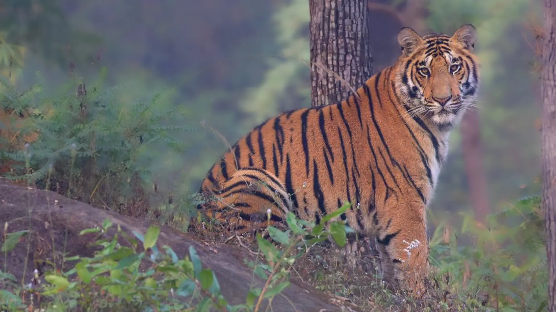 SATPURA EXPLORER