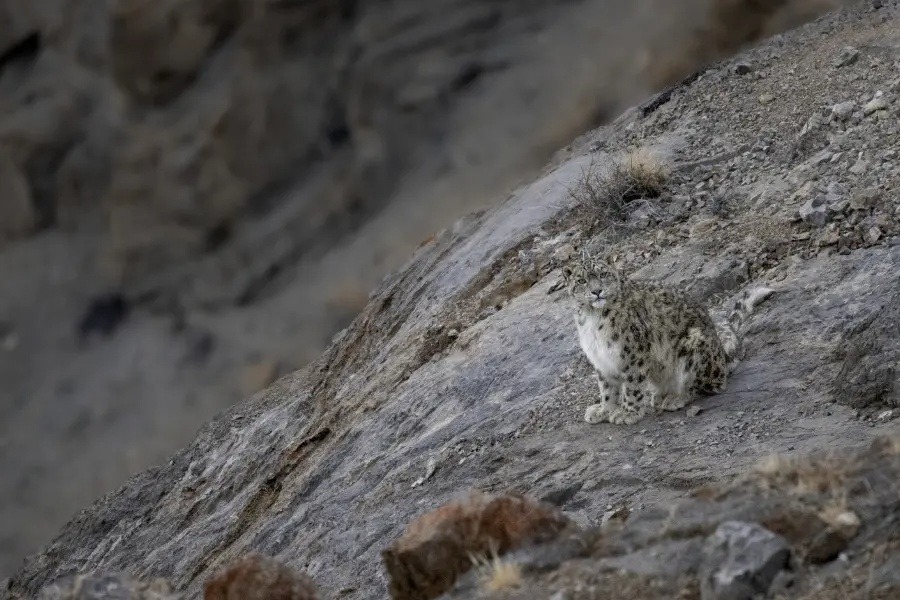 A snow leopard perfectly camouflaged on a steep rocky incline in Ladakh