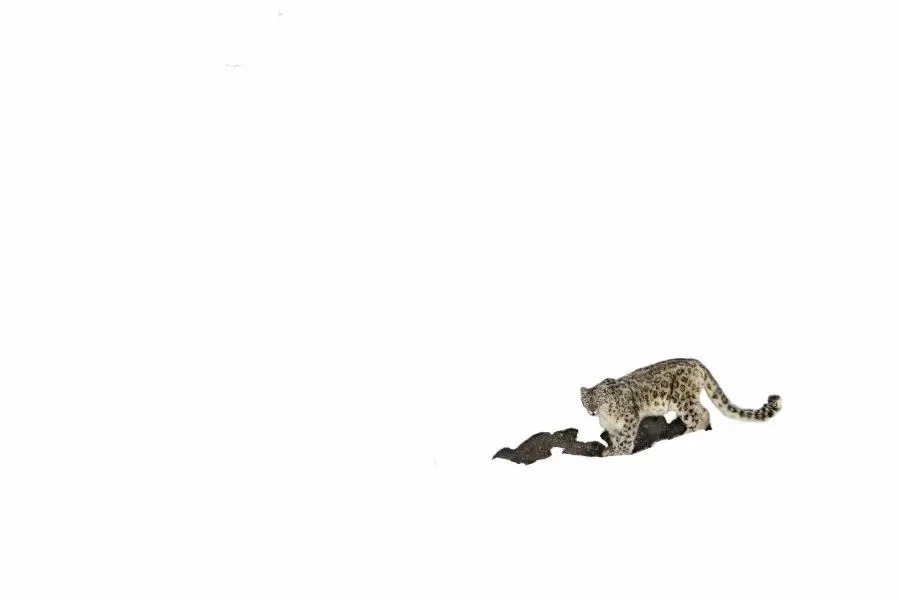 Snow leopard camouflaged against the rocky landscape of Ladakh