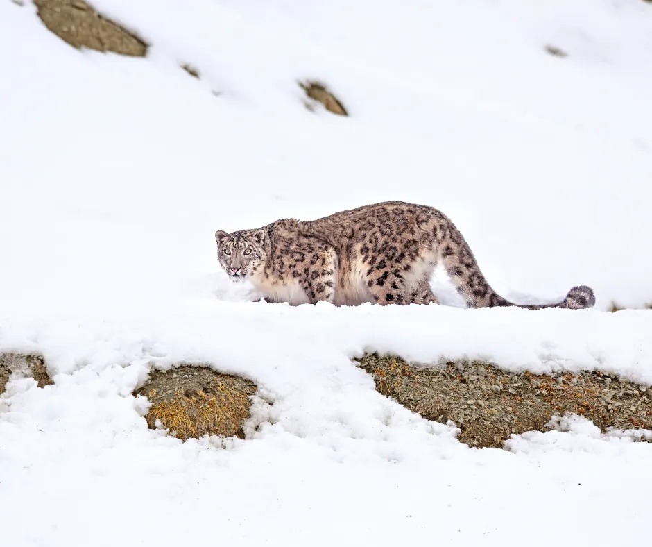 A snow leopard walking gracefully across deep snow in the Himalayas