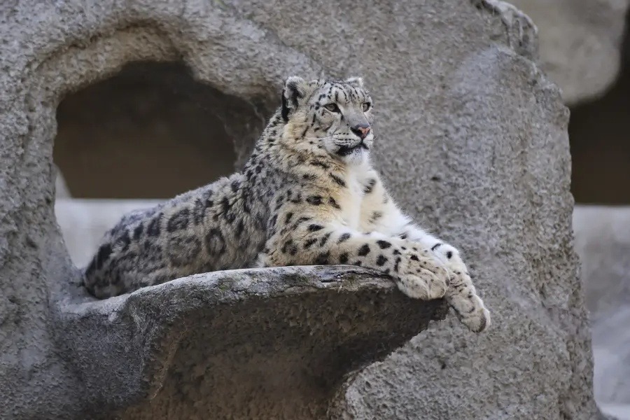 A snow leopard resting on a rocky ledge in the high Himalayas, surveying its territory