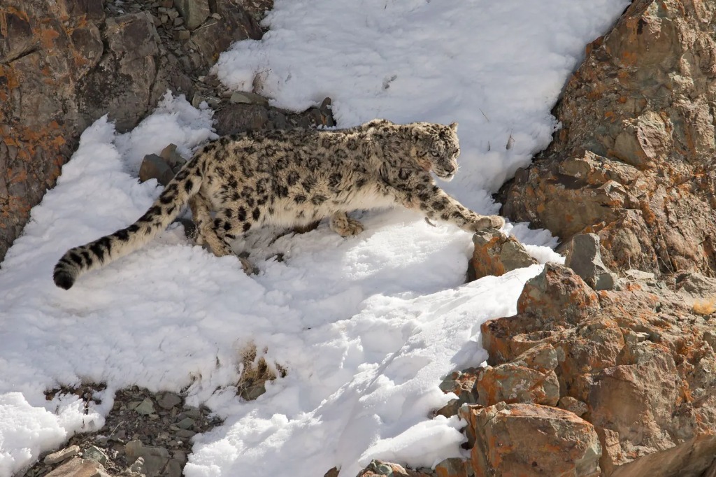 A snow leopard walking across snow-dusted rocky scree in Spiti Valley