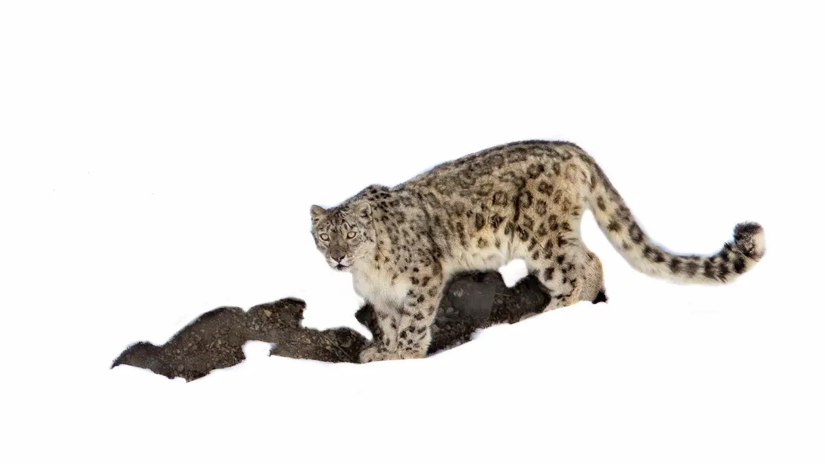 Snow Leopard Sightings Explained Patterns Behaviour And Terrain