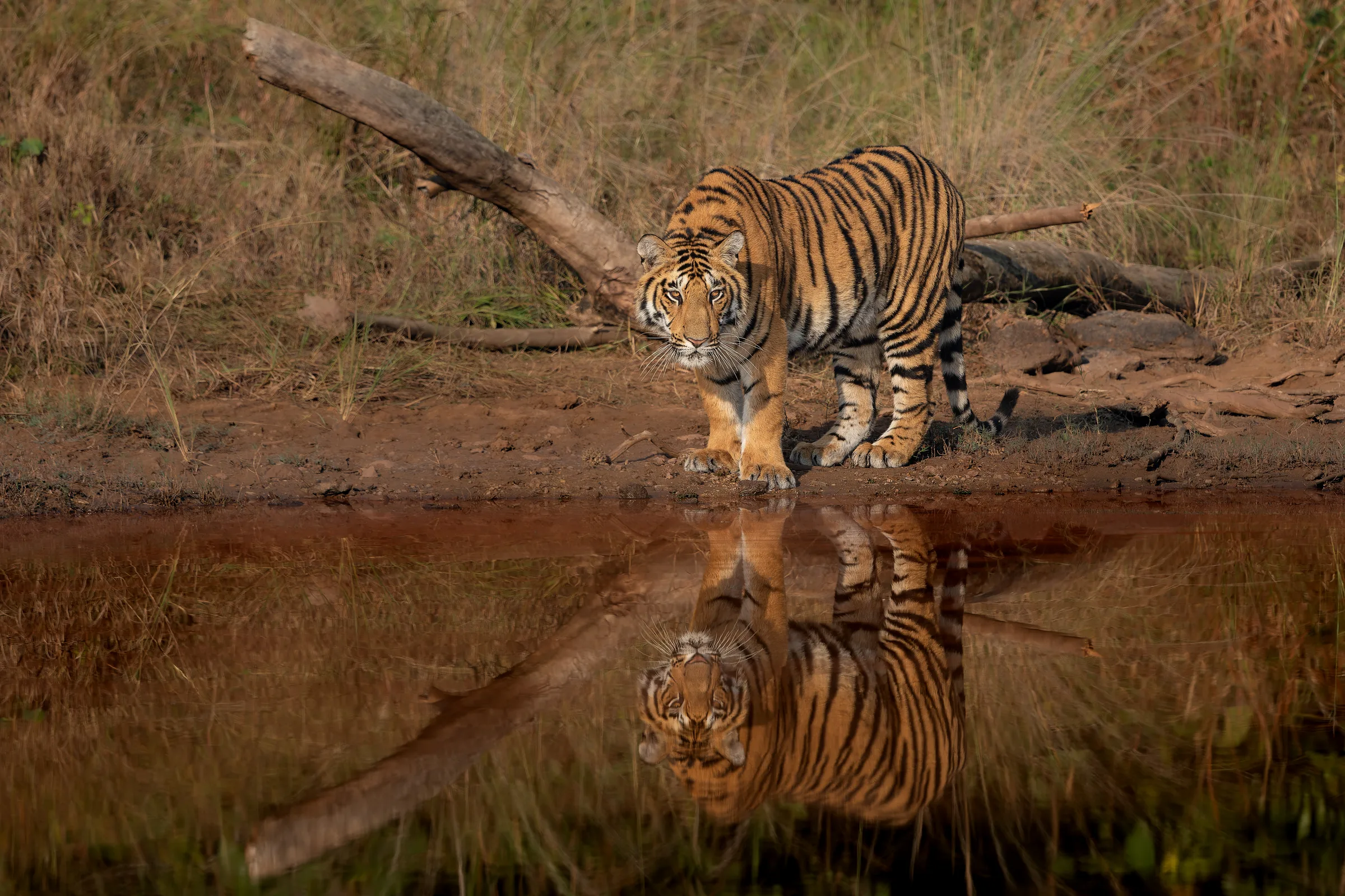 Tigers Unlimited