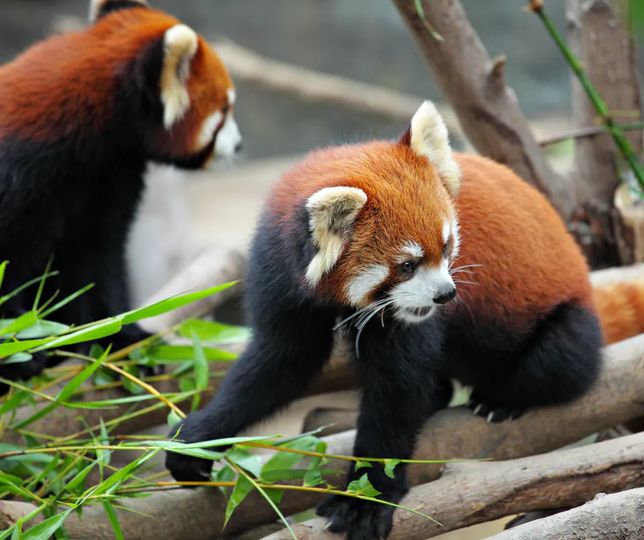 Two wild red pandas on a tree branch in Singalila National Park.