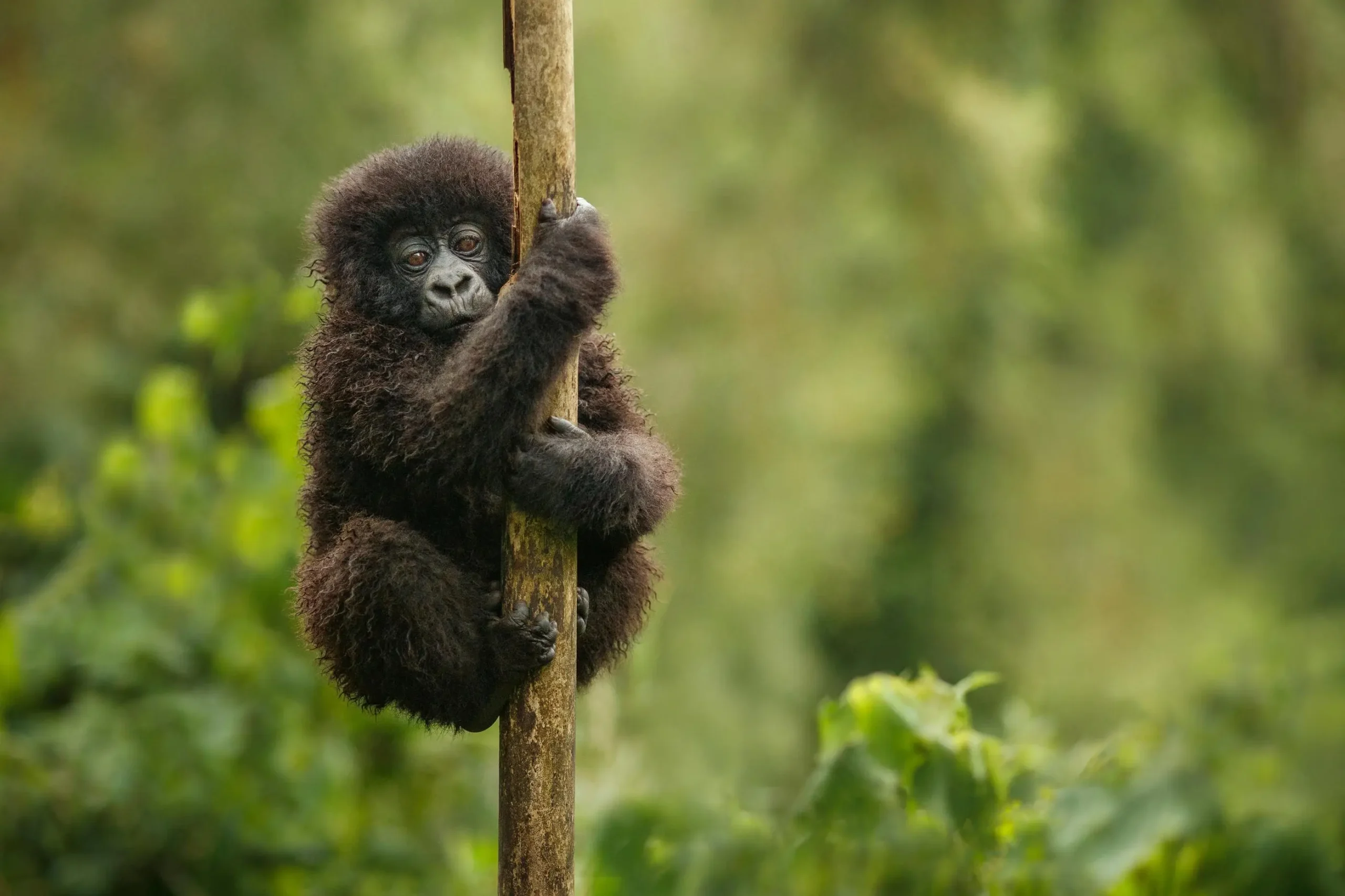 Uganda Expedition