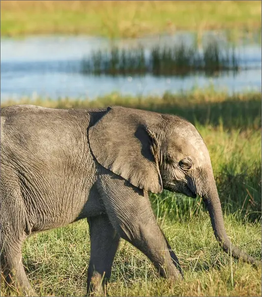 Wild Encounters